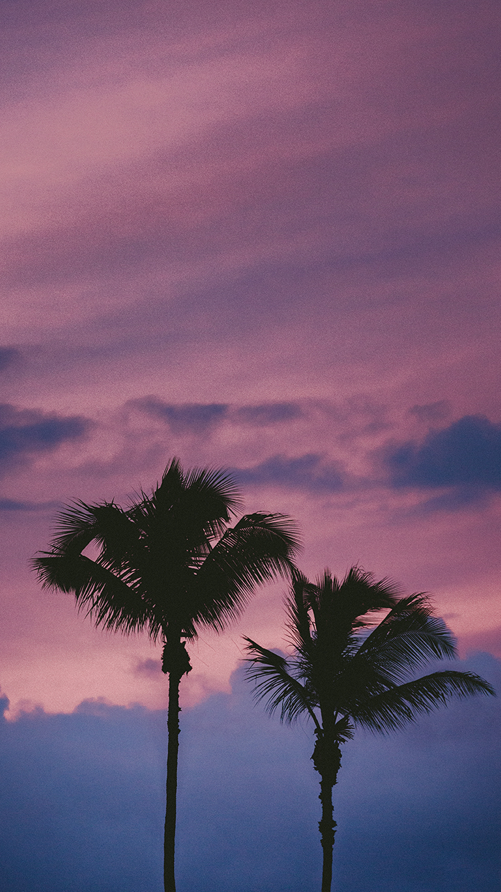 夕阳下椰子树手机壁纸