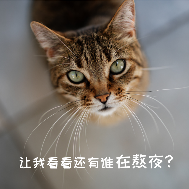可爱猫咪文字手机微博封面