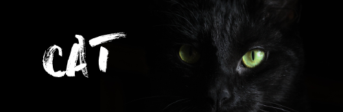 黑色猫咪微博封面