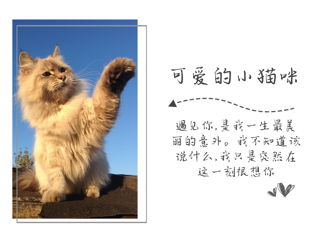 日系小清新猫咪公众号横版配图