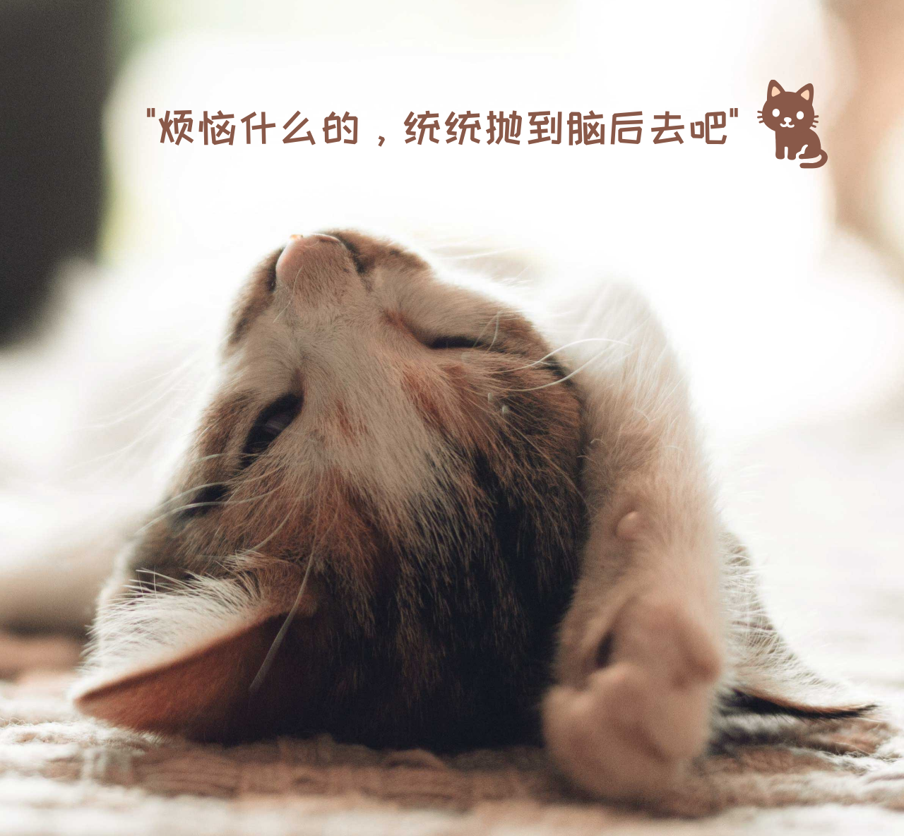 可爱猫咪生活微信朋友圈封面