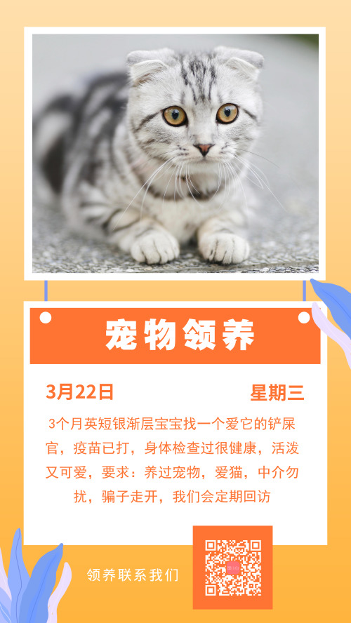 宠物猫咪领养信息手机海报