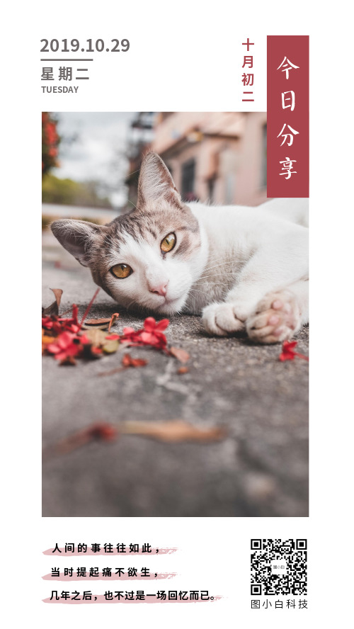 猫咪小清新风日历海报