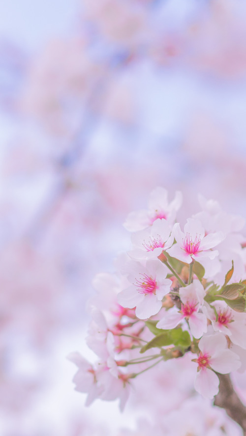 粉色樱花唯美春日手机壁纸