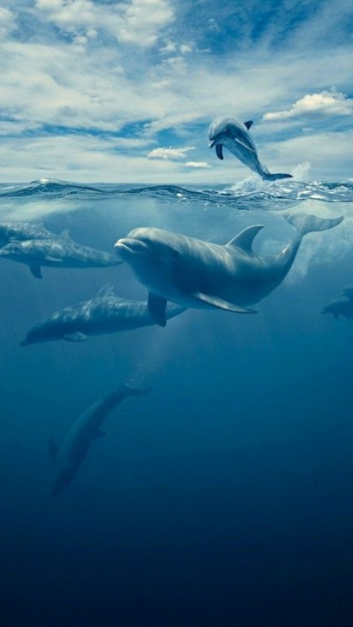 唯美深海海豚背景手机壁纸
