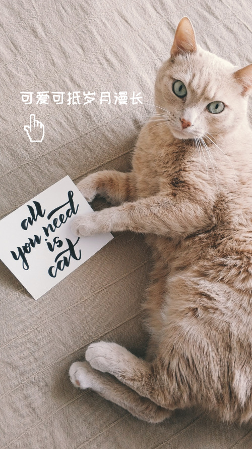宠物可爱小猫手机壁纸