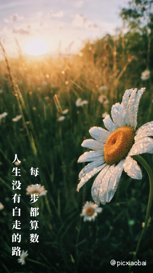 簡(jiǎn)約清新朝陽(yáng)花朵風(fēng)景手機(jī)壁紙