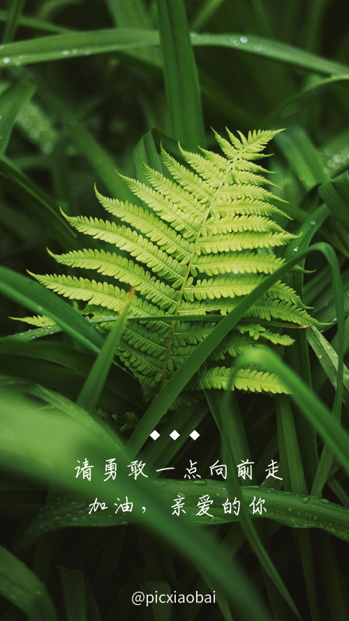 簡(jiǎn)約勵(lì)志綠色植物手機(jī)壁紙