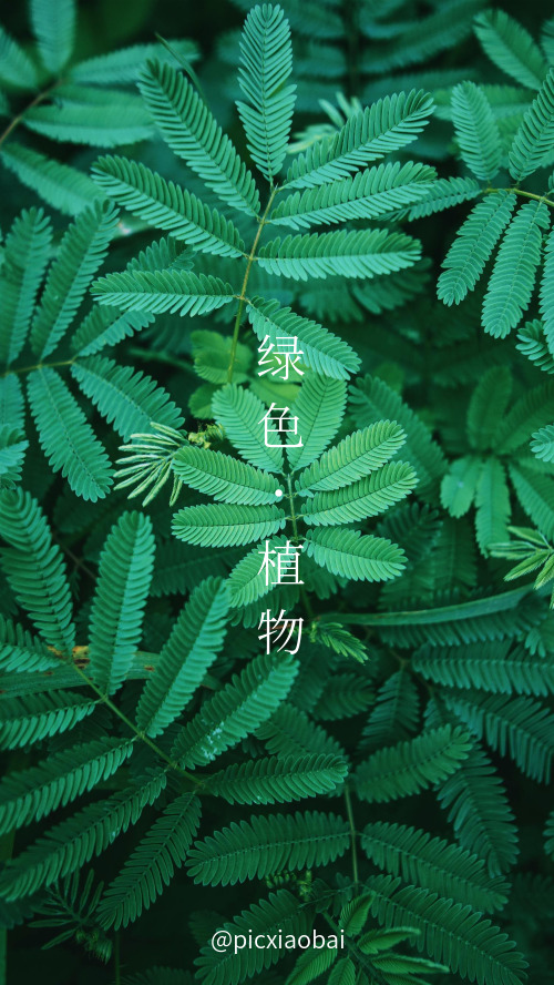 簡(jiǎn)約綠色植物高清手機(jī)壁紙