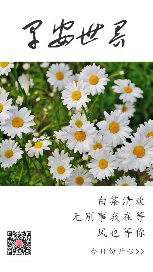 早安清新雏菊摄影图日签海报